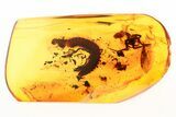 Detailed Fossil Millipede in Baltic Amber #275352-1